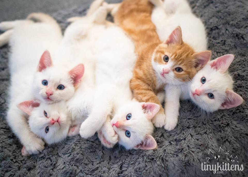 みんなで集合写真を撮る5匹の子猫