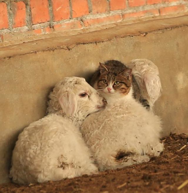 子羊と猫