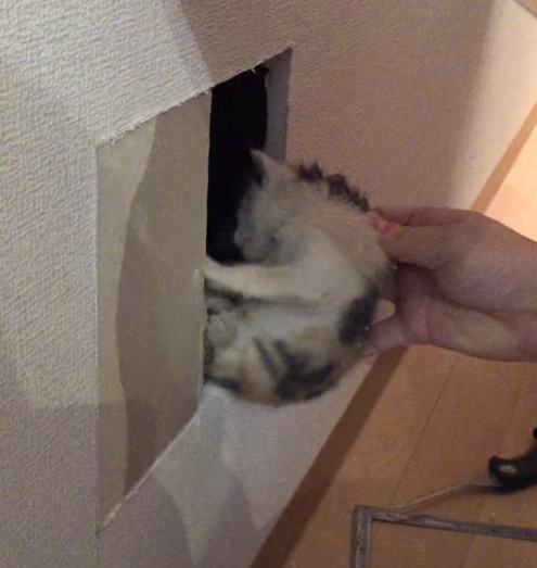 壁の中から子猫が出てきた