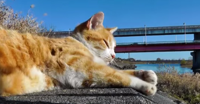 河原で寝そべる猫