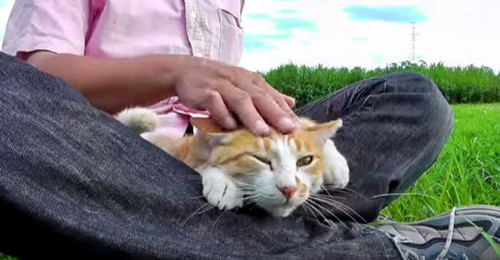 河原暮らしの猫