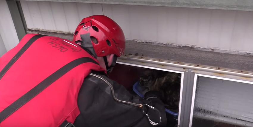 洪水で沈んだ家から猫を助ける男性