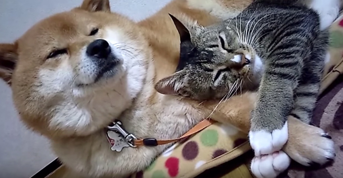 猫と犬がまったり