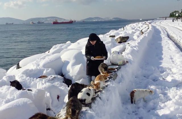 大雪の中、猫を世話する女性