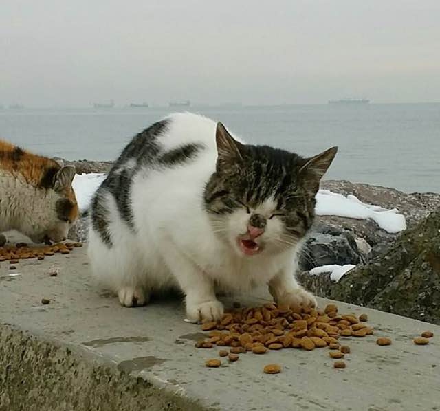 美味しそうにカリカリを食べる猫