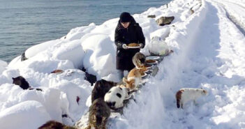 大雪の中猫にエサをあげる女性