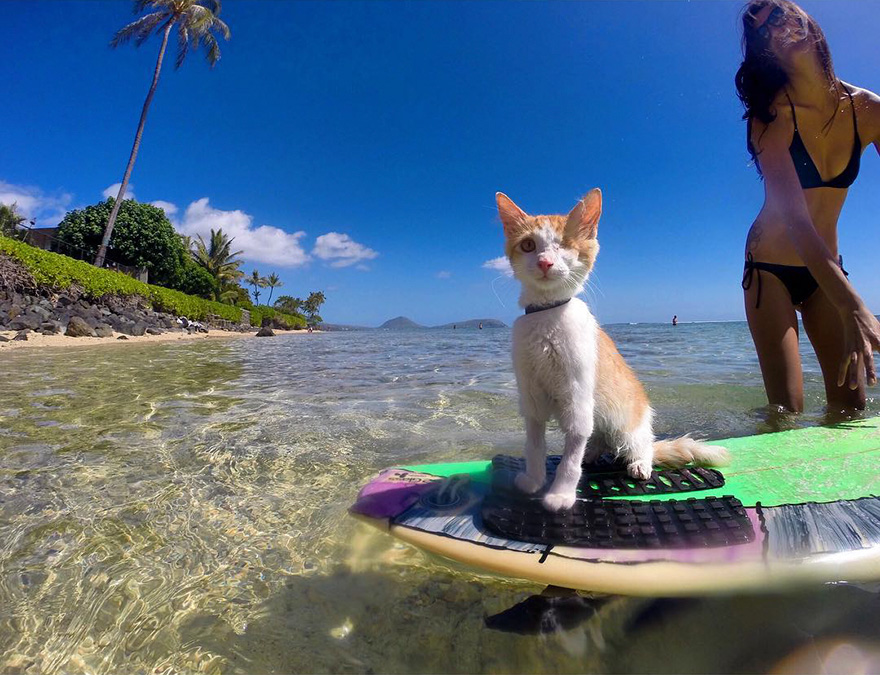 サーフィンに乗る猫