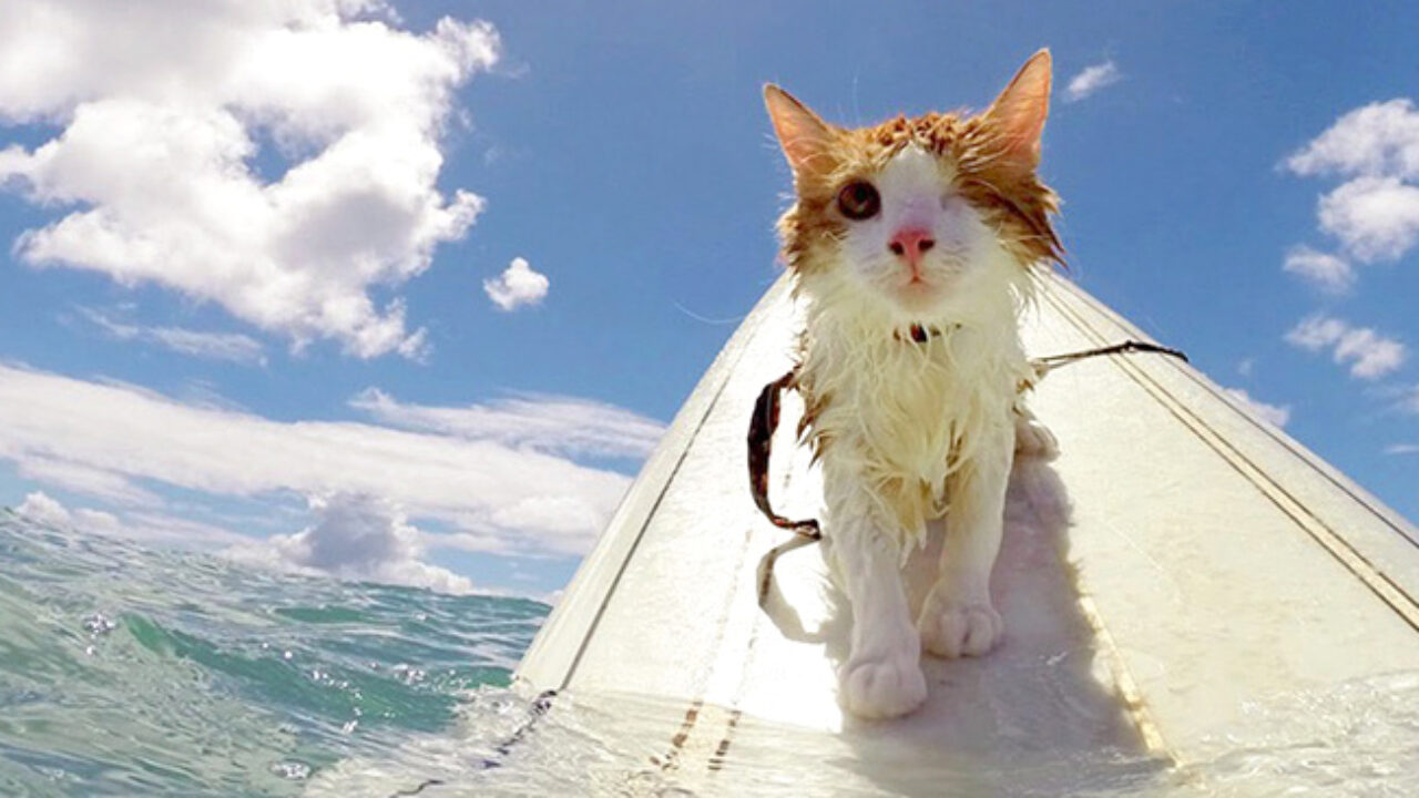 片目を失うも保護され元気になった子猫。得意のサーフィンで美しい海の