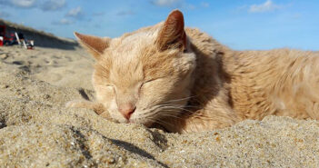 砂浜で眠る猫
