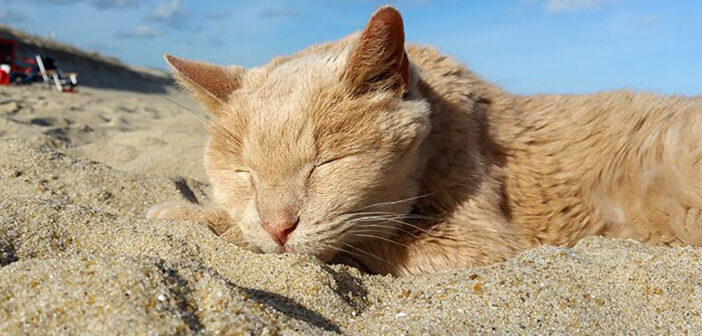 砂浜で眠る猫
