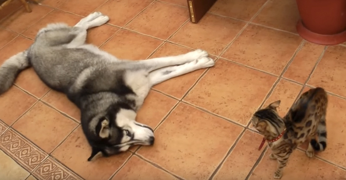 寝そべるハスキー犬