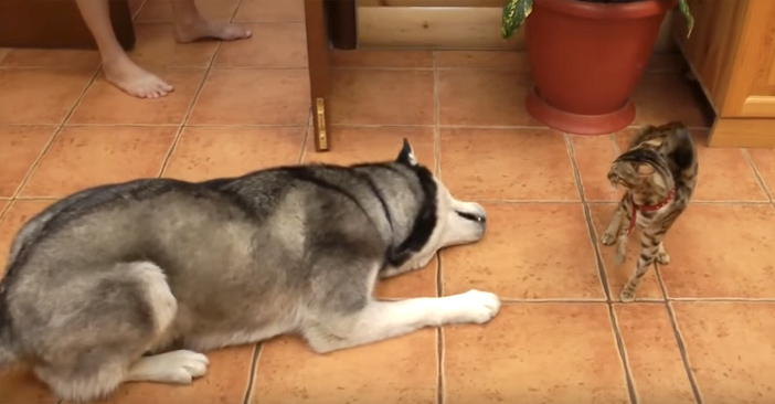 アピールするハスキー犬