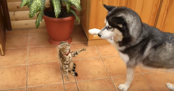 触ろうとするハスキー犬