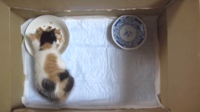 ご飯を食べる子猫