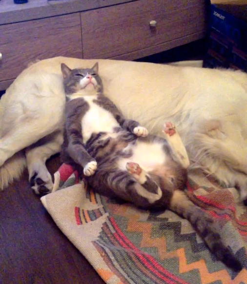 犬を枕にする猫