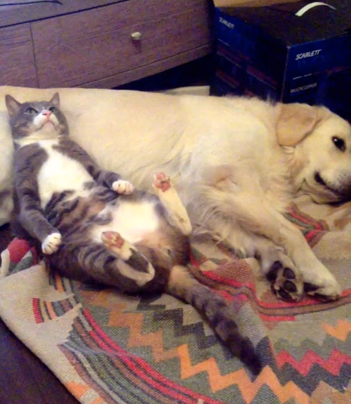 犬を枕にする猫