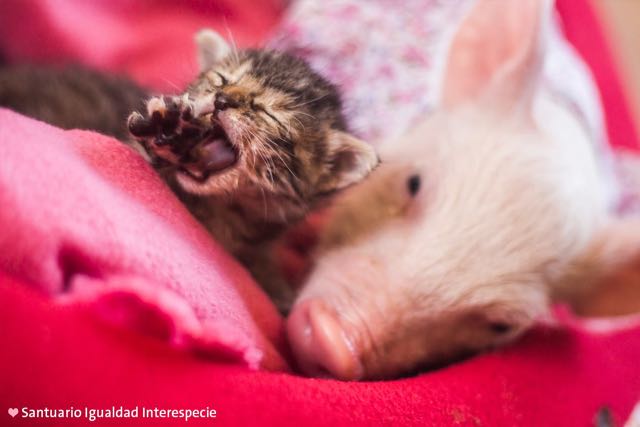 子ブタといっしょに眠る子猫