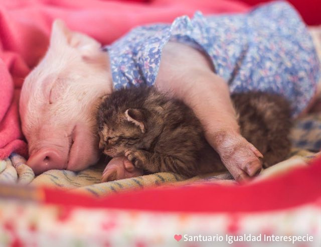 気持ちよさそうに眠る子ブタと子猫