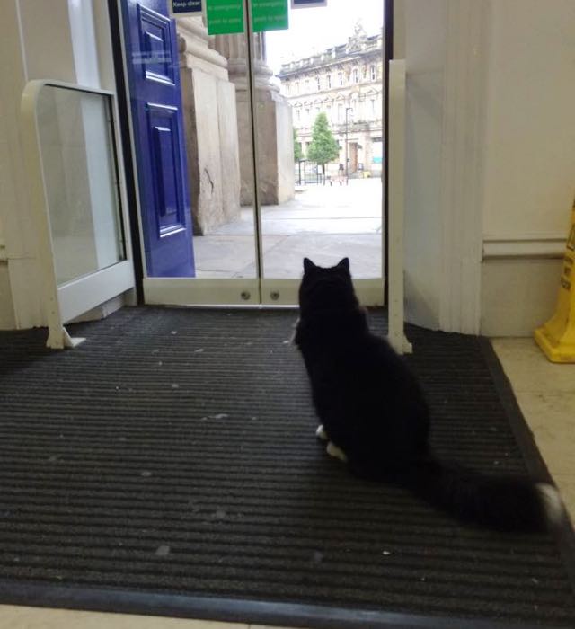 ドアの前の駅猫