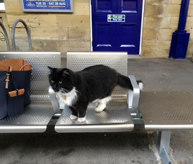 ベンチに座る駅猫