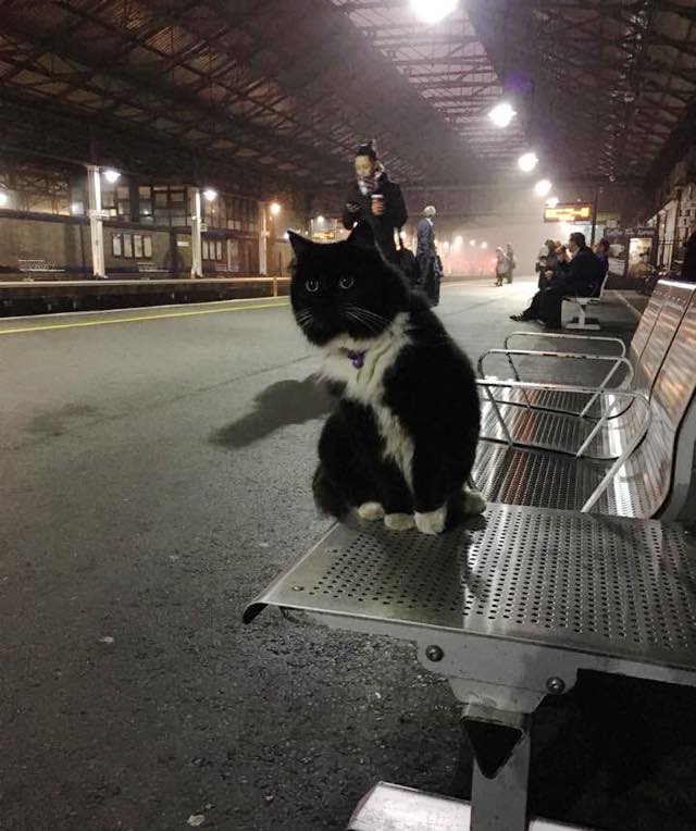 写真に納まる駅猫