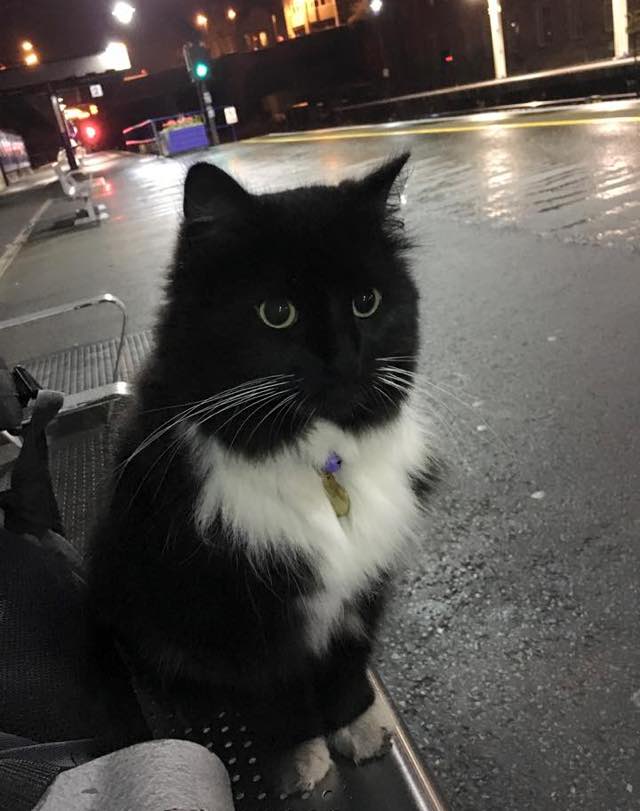 じっと見てる駅猫