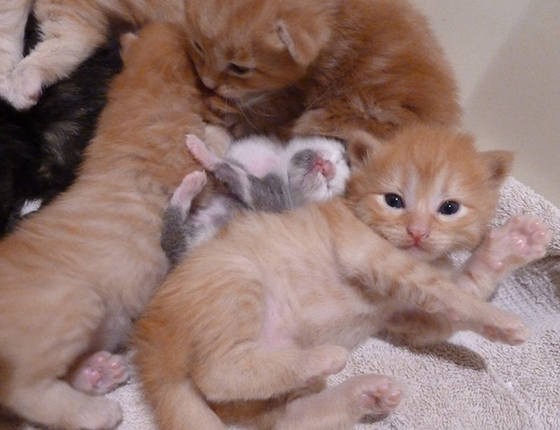 子猫と6匹の兄弟