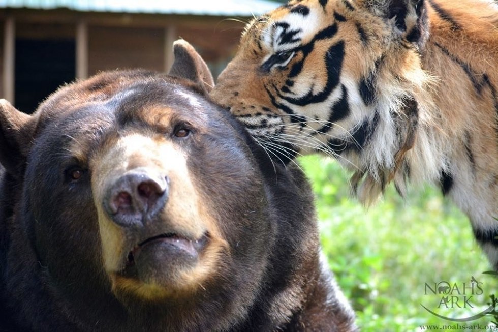 じゃれるトラとライオンとクマ