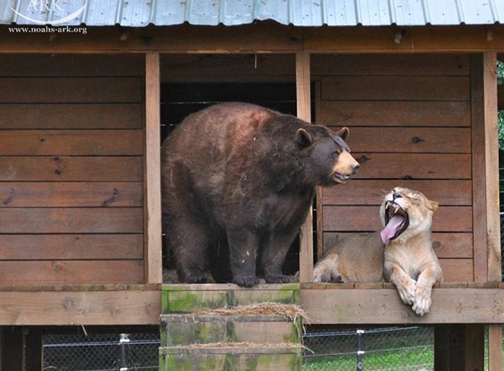 身体がまん丸なクマ