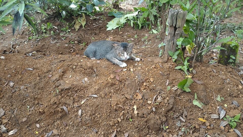 墓地に住み着いた猫