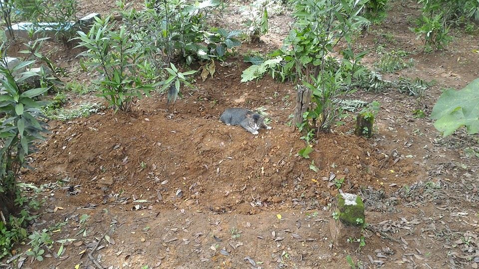 墓地に住み着いた猫