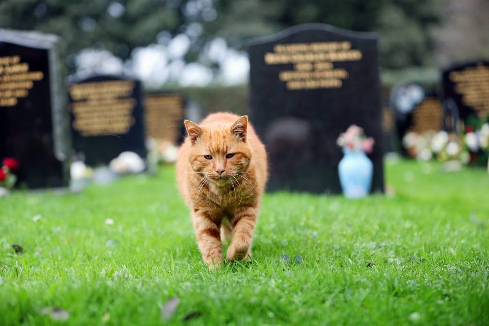 墓地を歩く猫