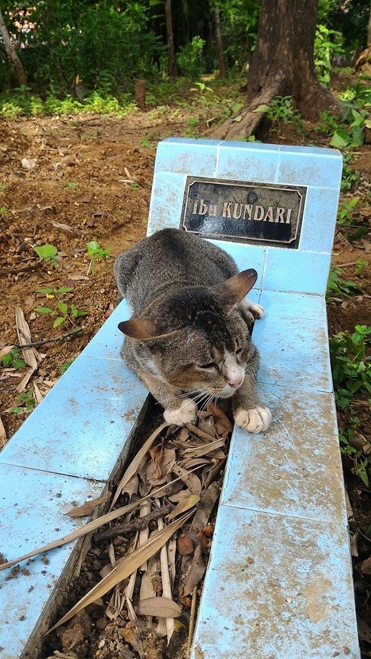 墓地に住み着いた猫