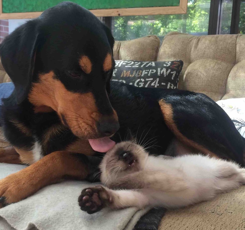 仲良しな犬と子猫