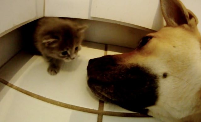 仲良くなる犬と子猫