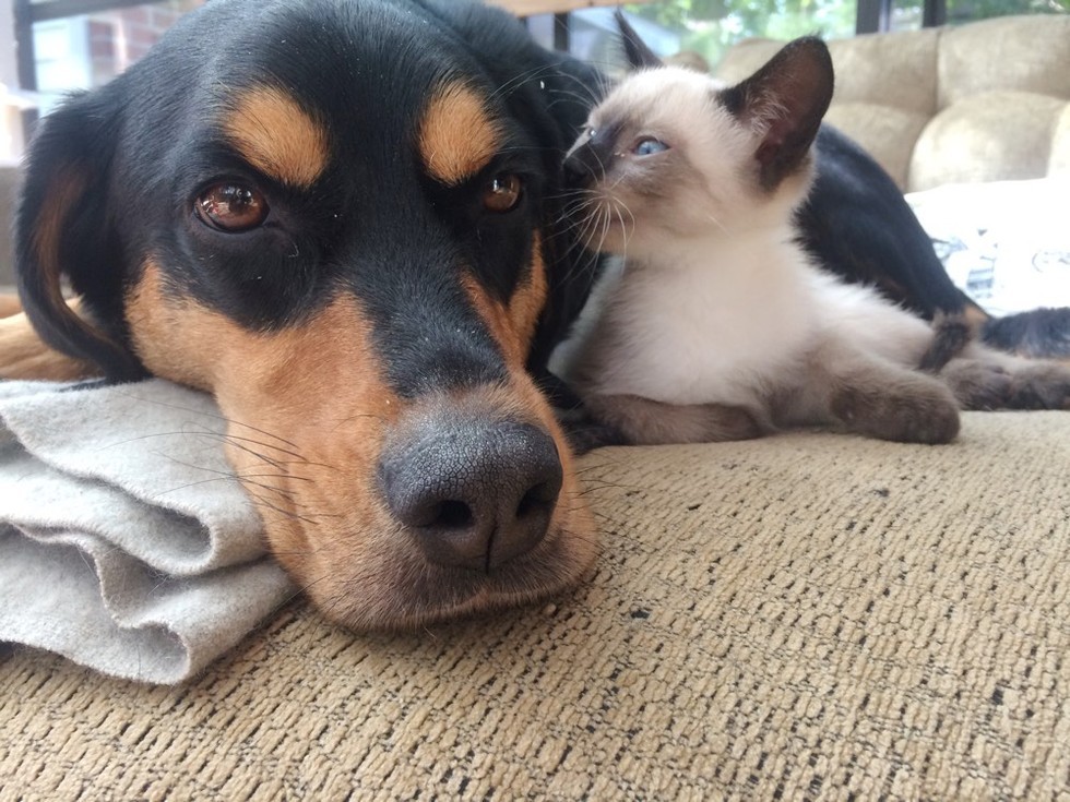 寄り添う犬と子猫