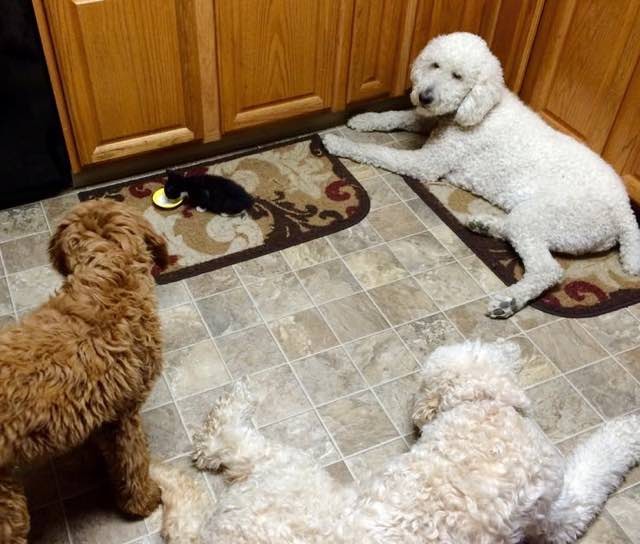 犬といっしょの子猫