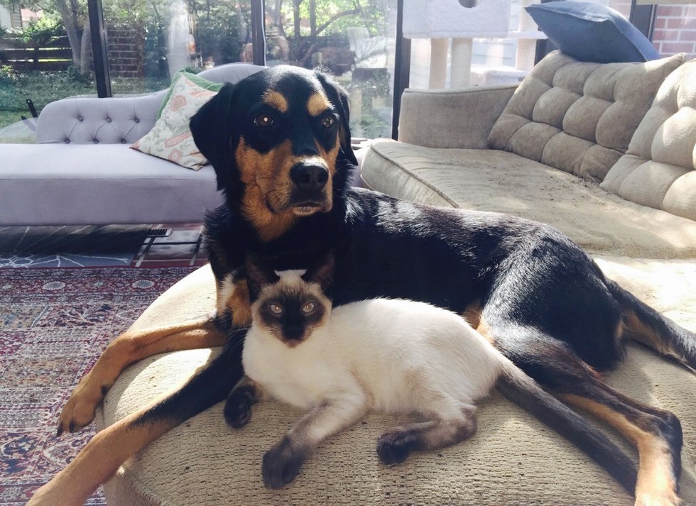 いっしょにくつろぐ犬と子猫