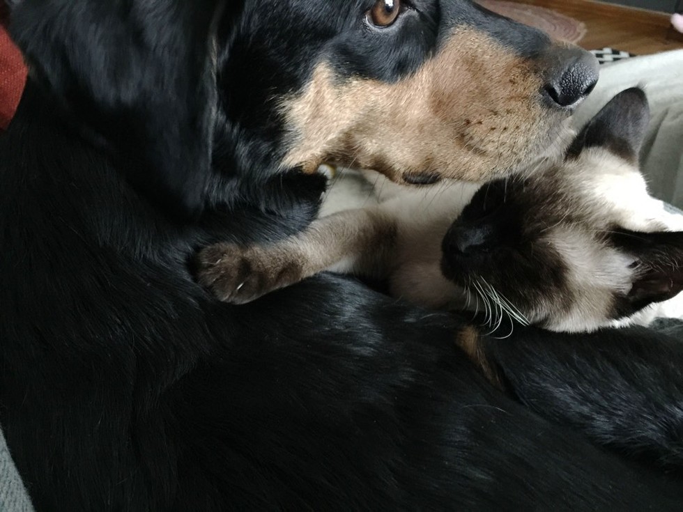 仲良しな犬と子猫