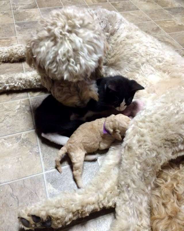 子犬と一緒の子猫