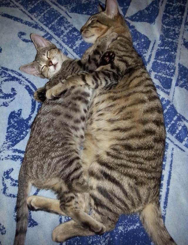 抱き合う猫と子猫