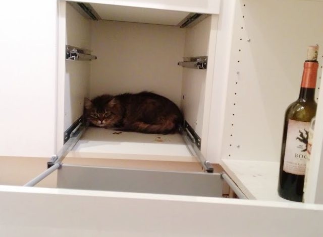 戸棚の中から出てこない猫