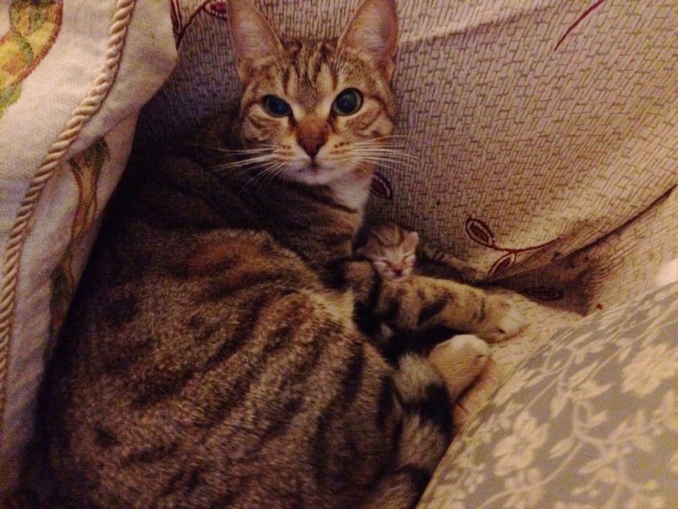 妊娠していた猫のお母さん