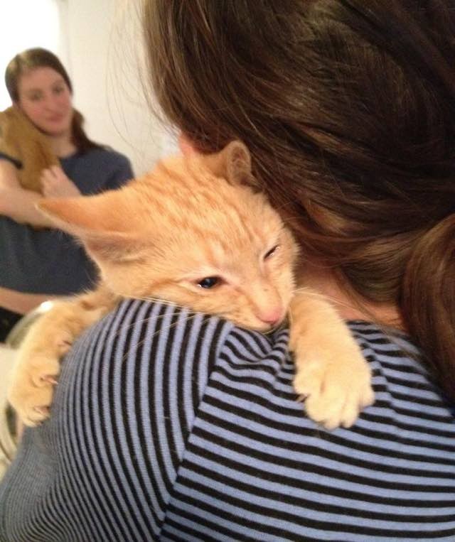 女性に抱きつく猫