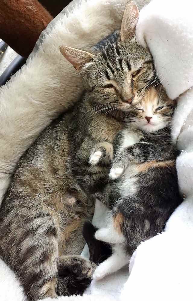 親子の猫抱き合って眠る