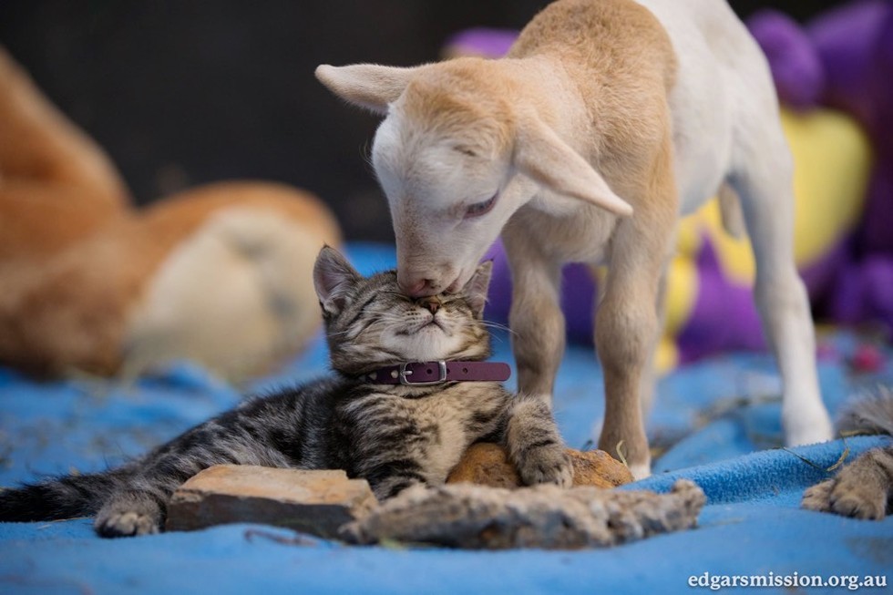 ヤギと子猫