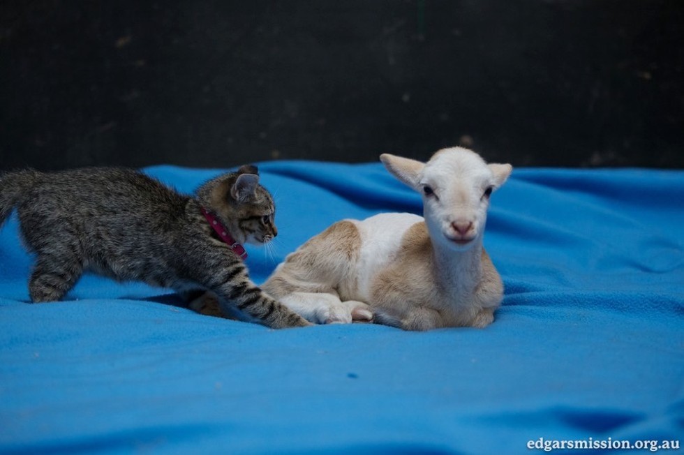 仲良しなヤギと子猫