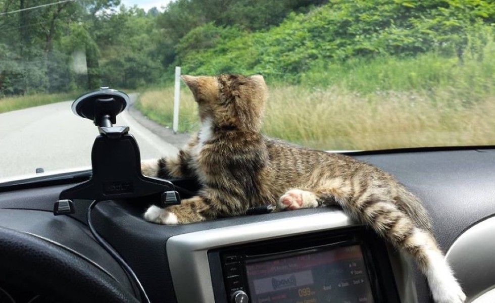 車に乗る子猫