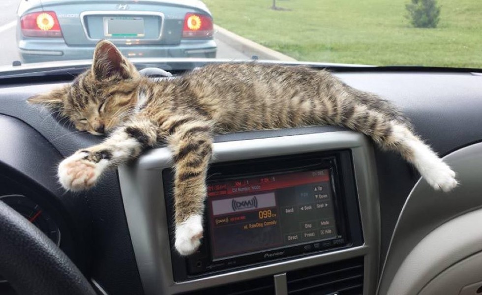 車の中でくつろぐ子猫