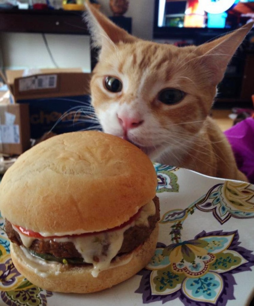 ハンバーガーにかぶりつく猫